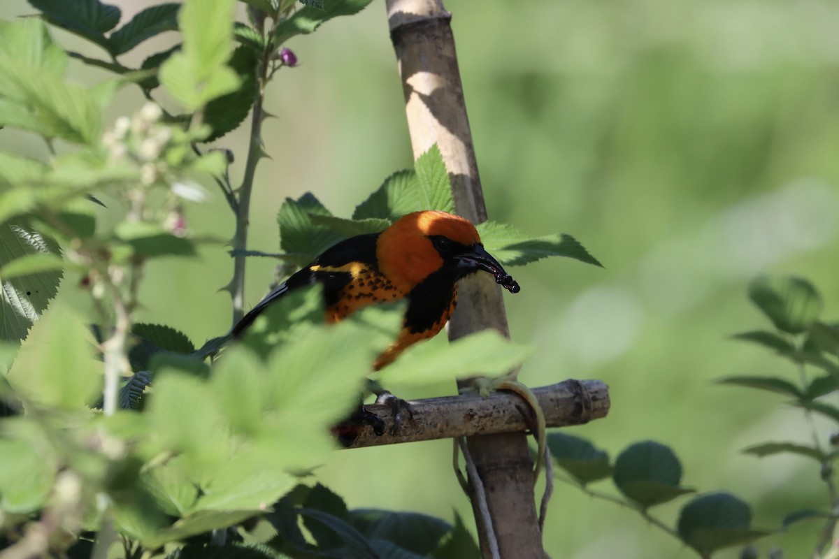 Spot-breasted Oriole - ML584472511