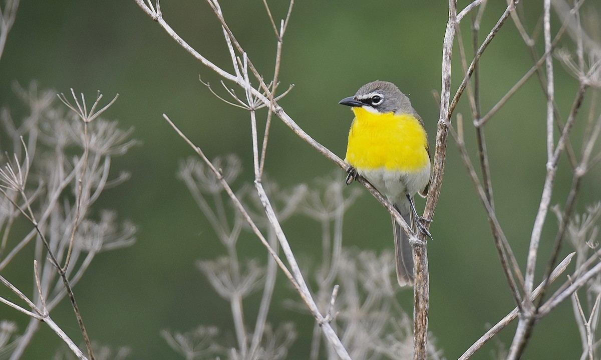 Yellow-breasted Chat - ML584473001