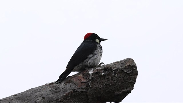 Acorn Woodpecker - ML584473071