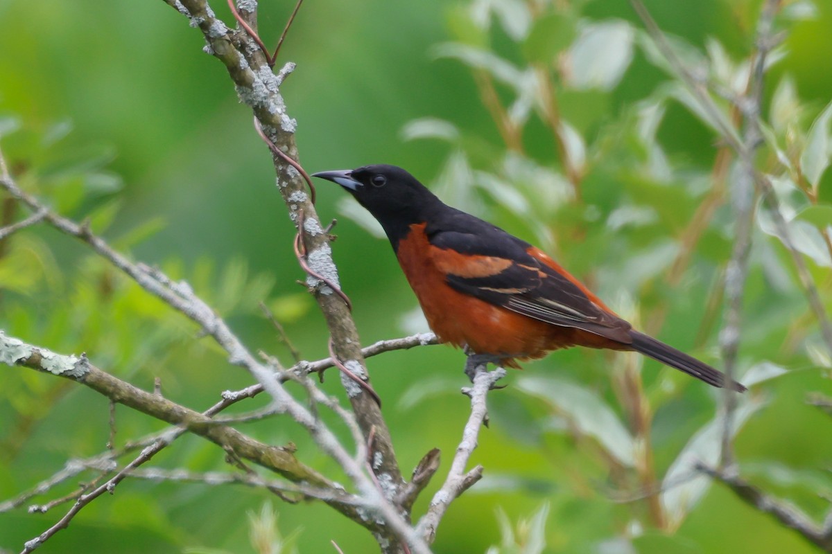 Orchard Oriole - ML584482771