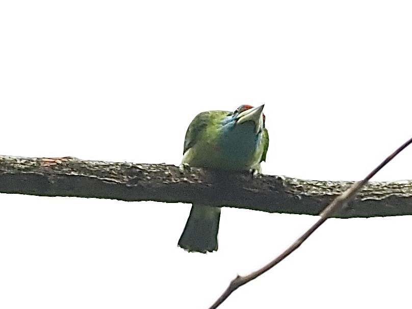 Blue-throated Barbet (Red-crowned) - ML584483591