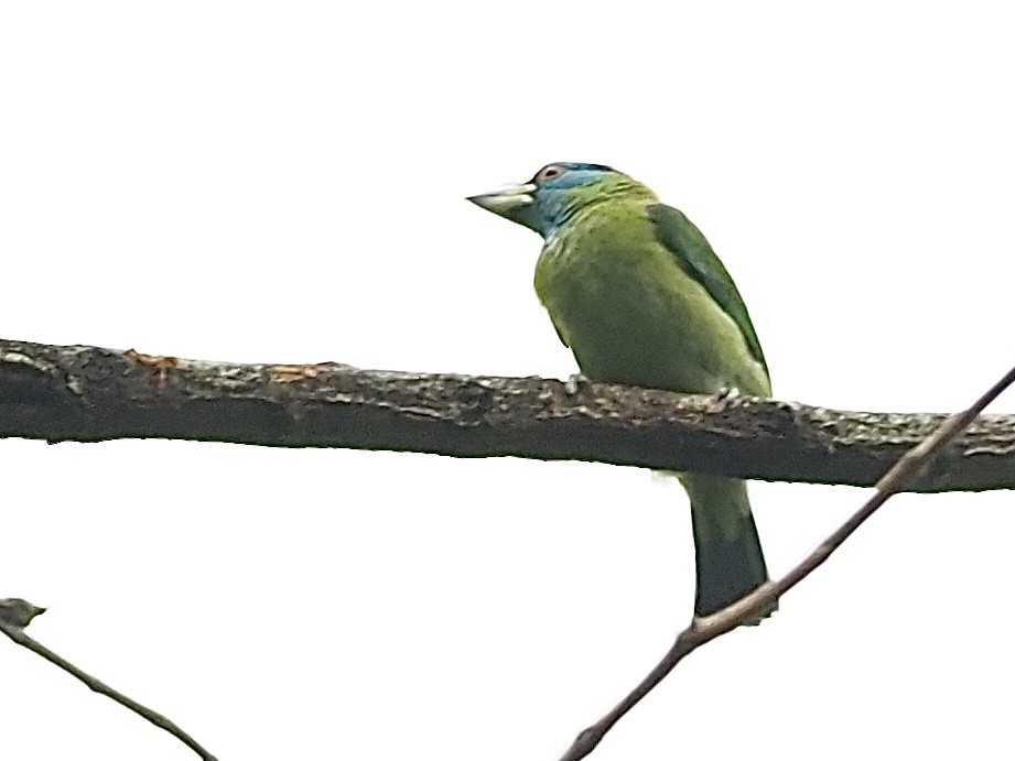 Blue-throated Barbet (Red-crowned) - ML584483601