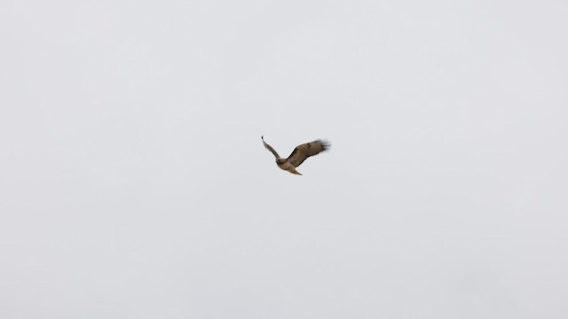 Red-tailed Hawk (calurus/alascensis) - ML584484781