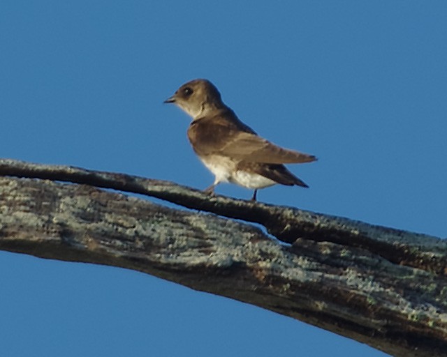 Northern Rough-winged Swallow - Stephen Mann