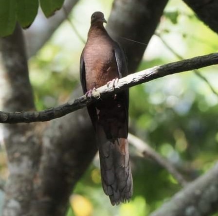 Philippine Cuckoo-Dove - Nyuk Hua Chin