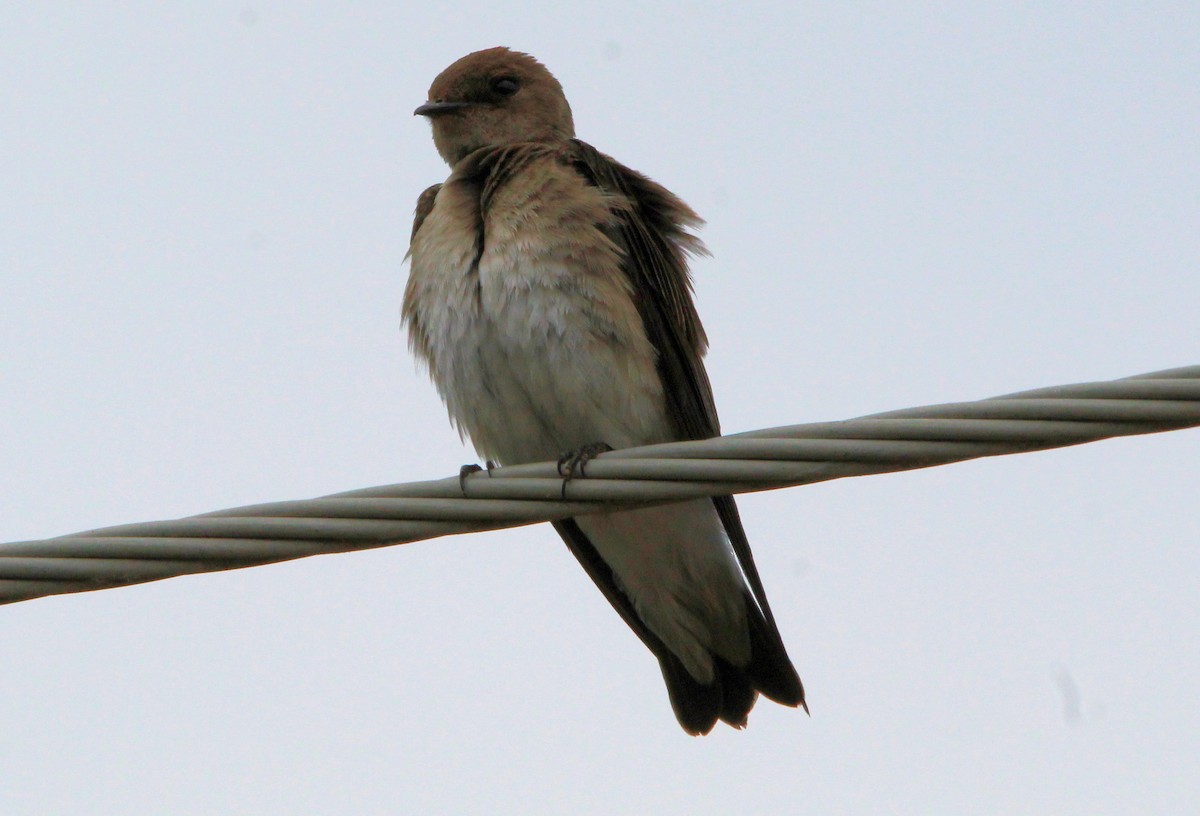 Northern Rough-winged Swallow - ML584504201
