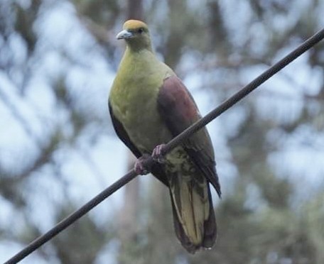 Whistling Green-Pigeon - ML584504651