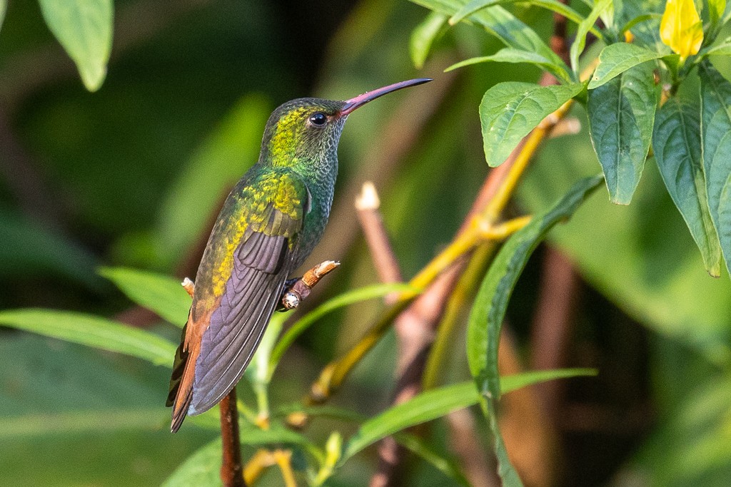 Rufous-tailed Hummingbird - ML584507331