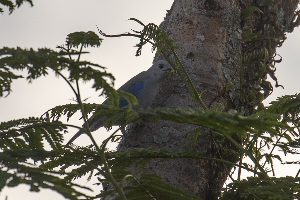 Blue-gray Tanager - ML584507431