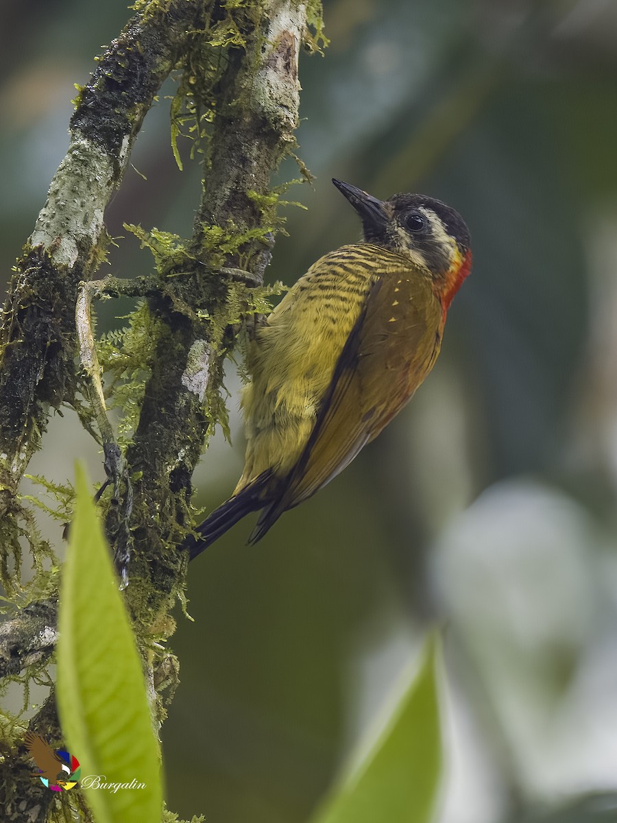 Yellow-vented Woodpecker - ML584510241