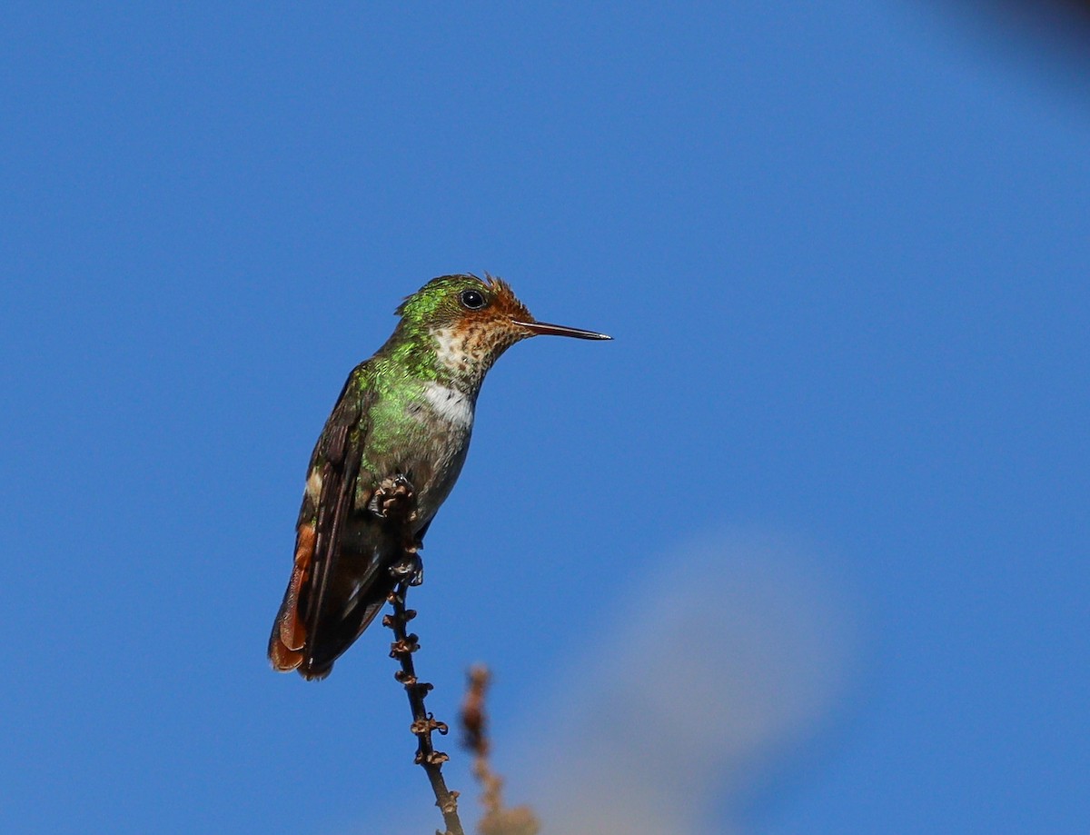 Frilled Coquette - ML584512021