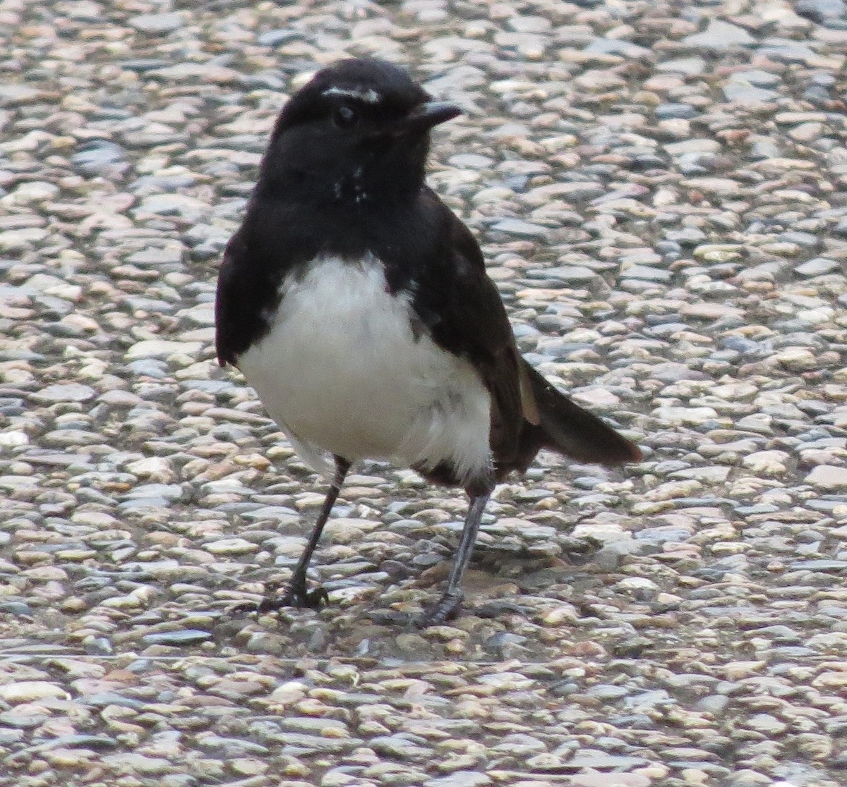 Willie-wagtail - Gregg Severson