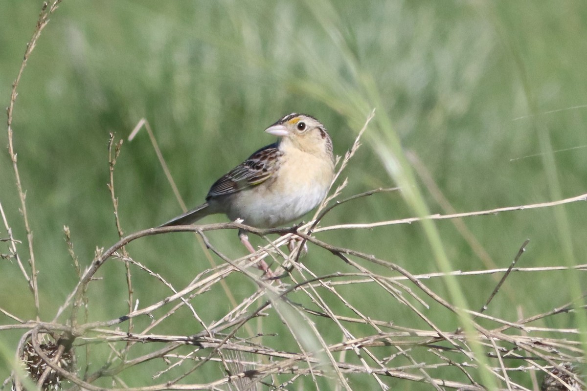Grasshopper Sparrow - ML584519771
