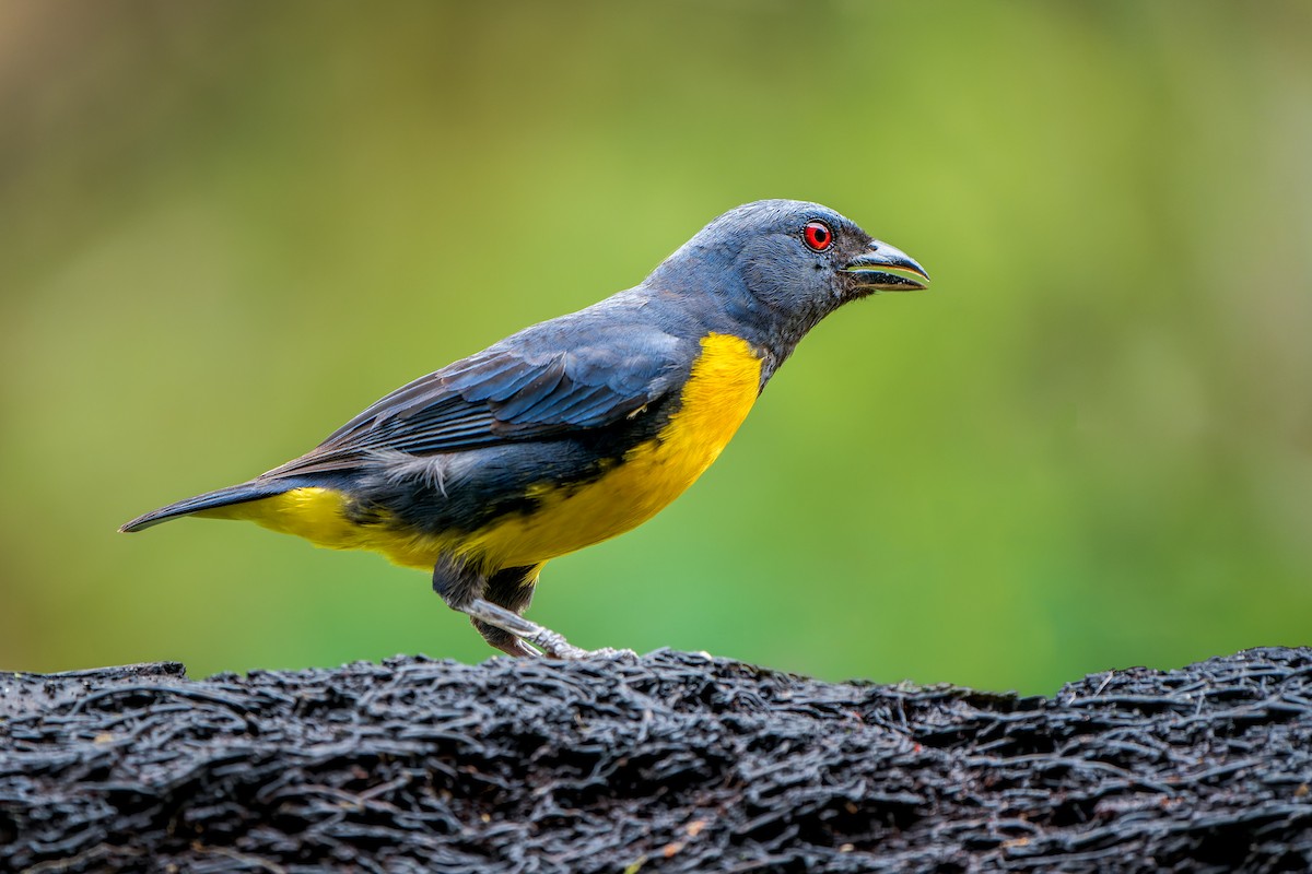 Blue-and-gold Tanager - ML584520891