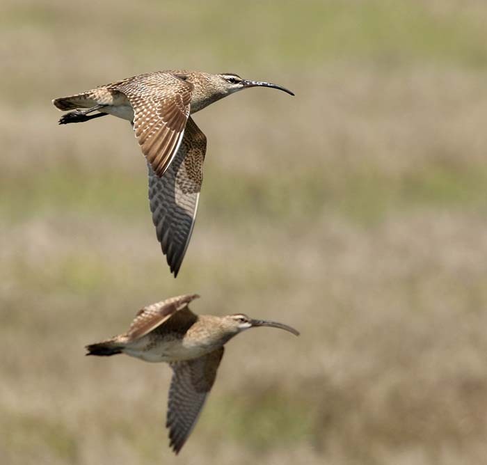 Whimbrel - Cathy Sheeter