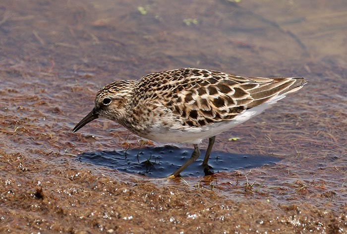 Least Sandpiper - Cathy Sheeter