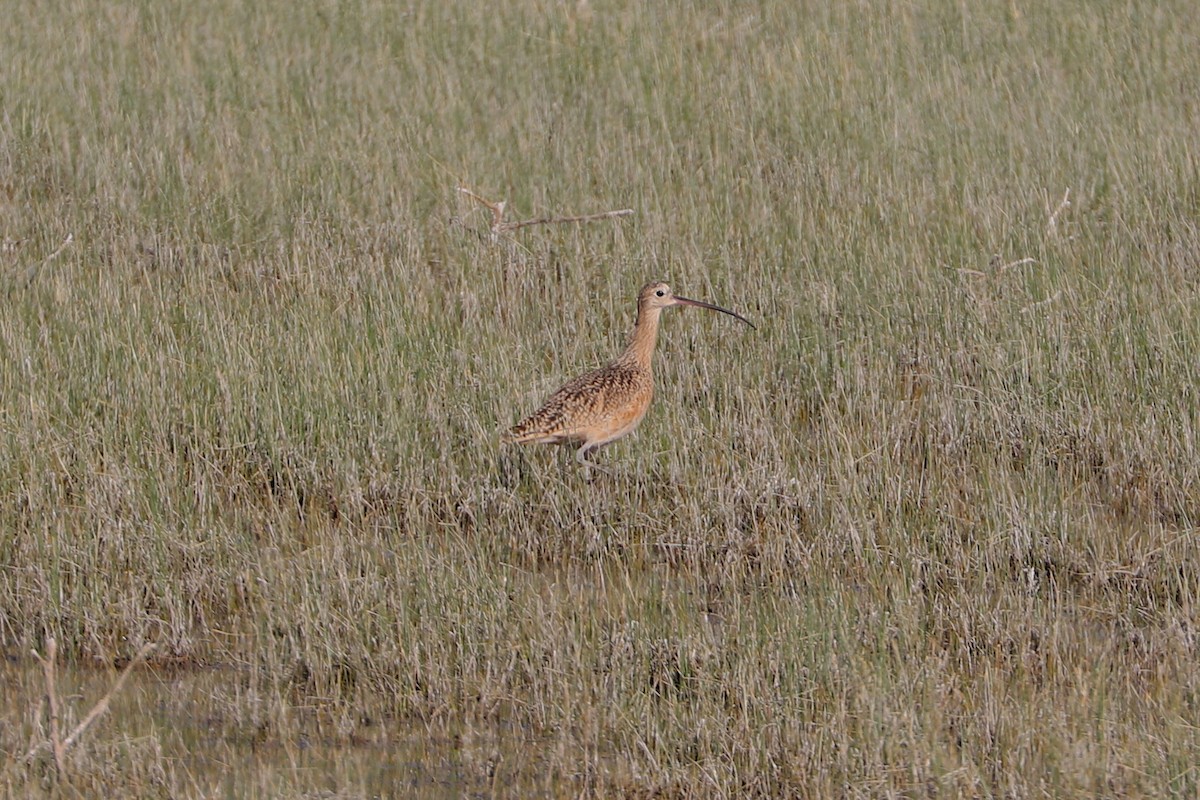 Long-billed Curlew - ML584524591