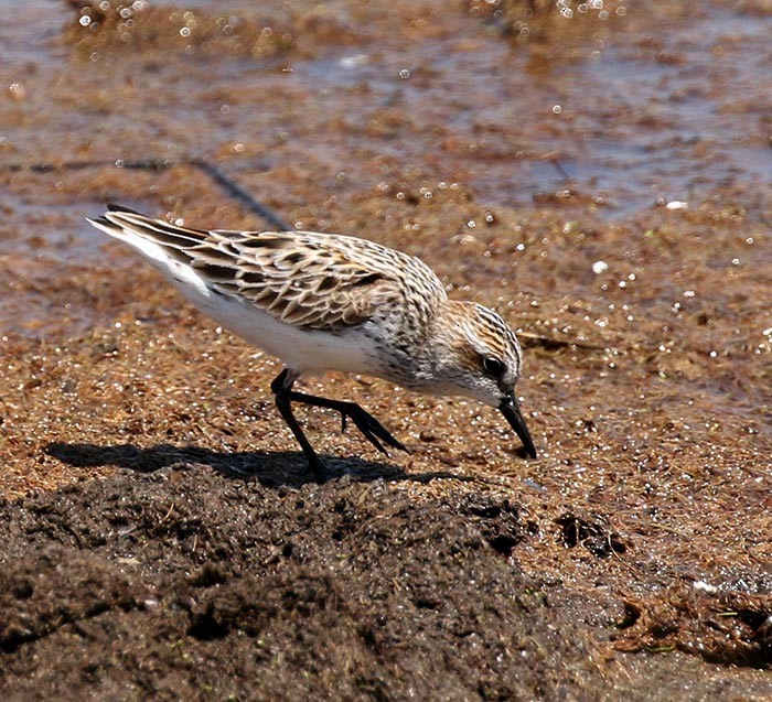 Semipalmated Sandpiper - Cathy Sheeter