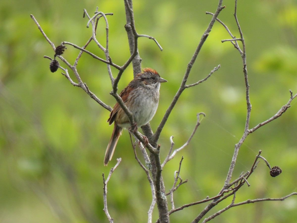 Swamp Sparrow - ML584525091