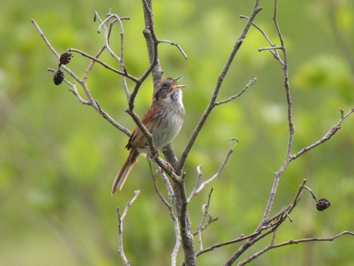 Swamp Sparrow - ML584525101