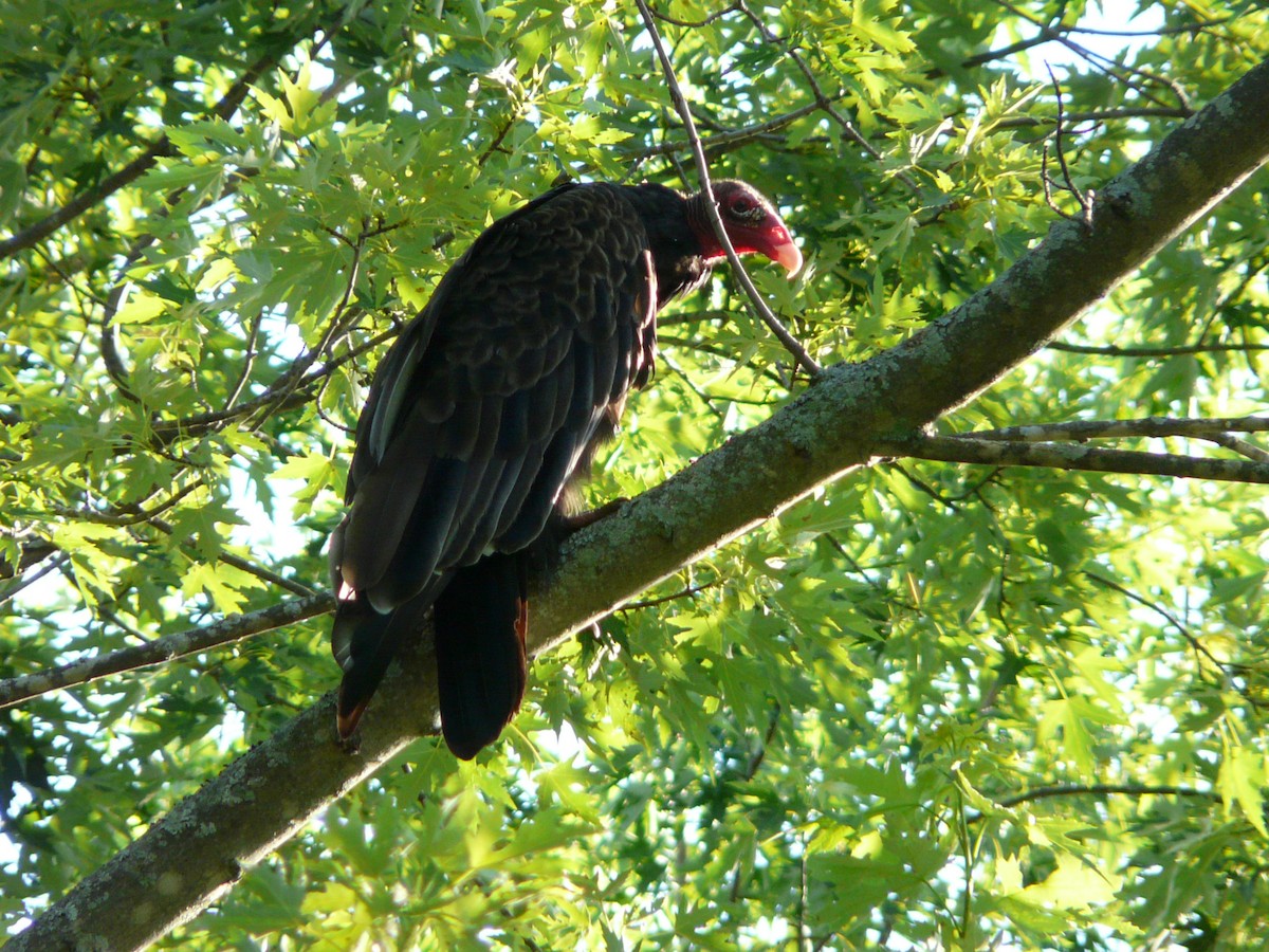 Turkey Vulture - Bill Crins