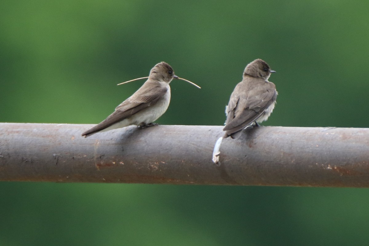 Northern Rough-winged Swallow - ML584530791