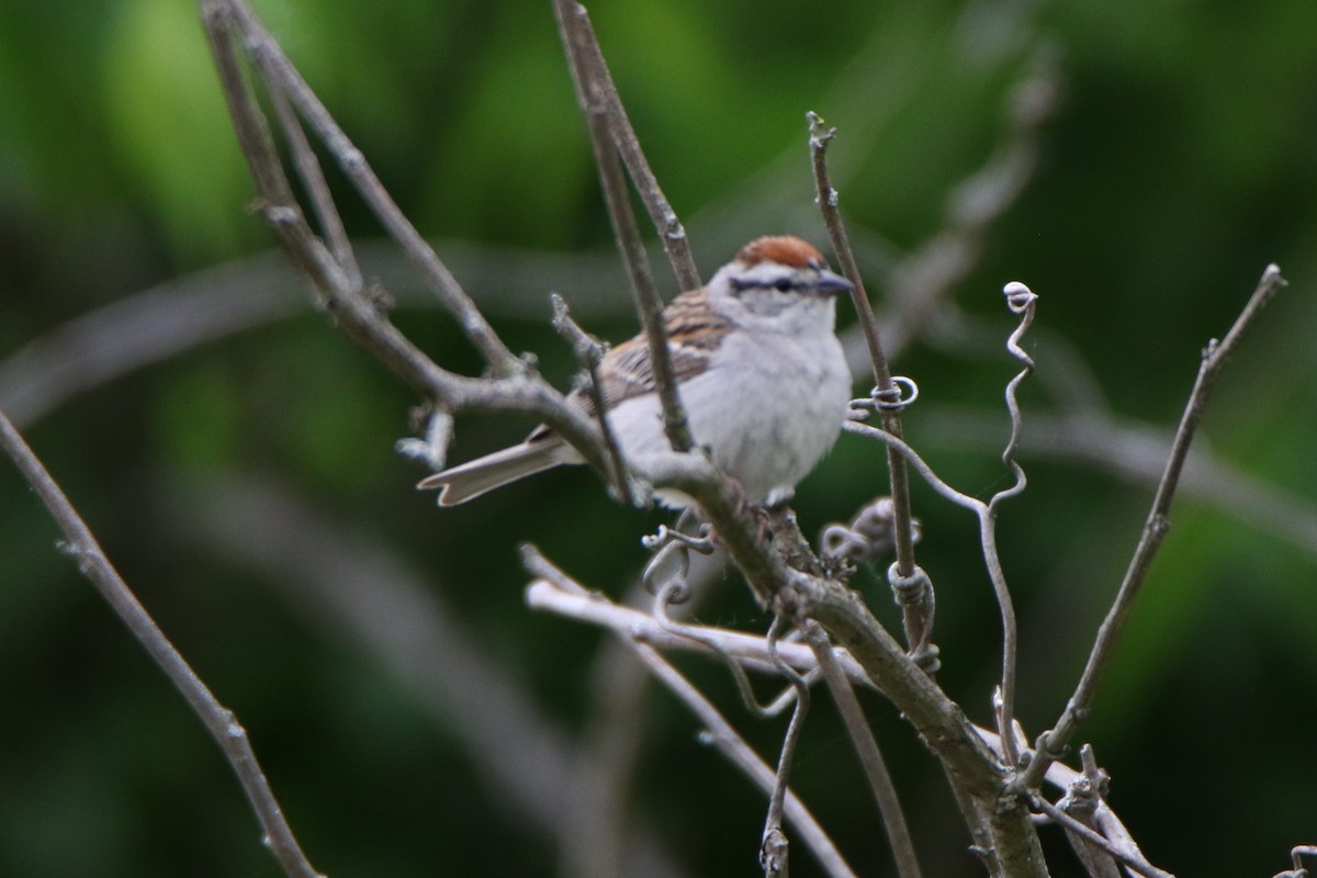Chipping Sparrow - ML584530821
