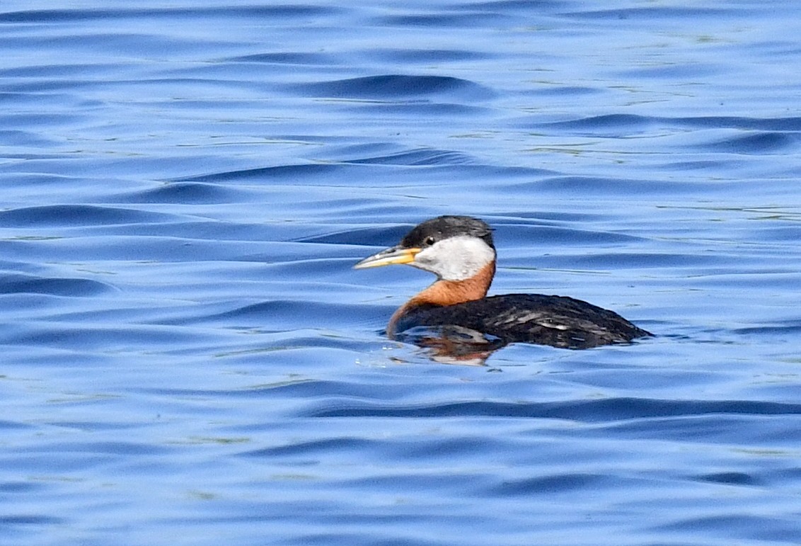 Red-necked Grebe - ML584534131