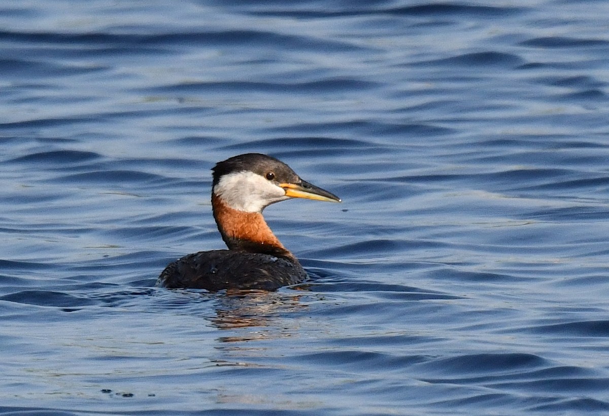 Red-necked Grebe - ML584534181