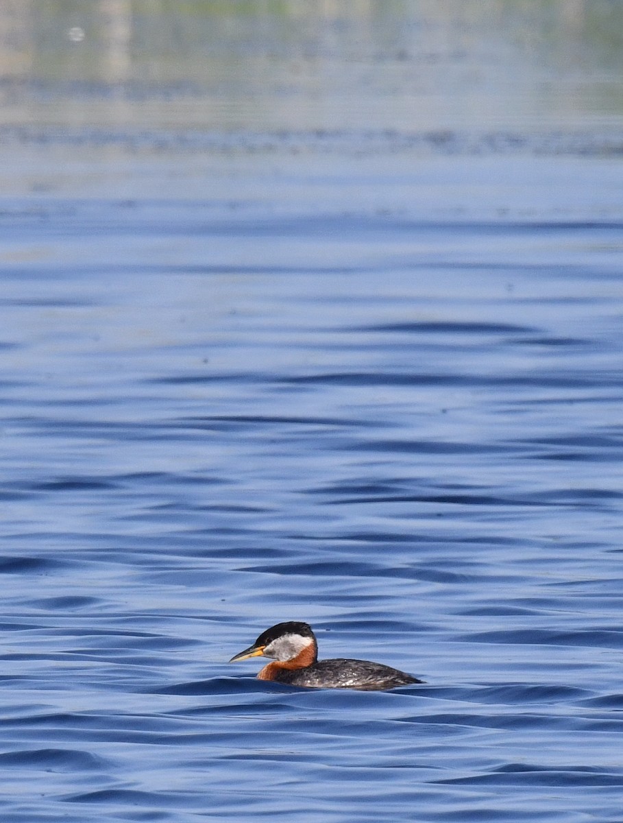 Red-necked Grebe - ML584534211