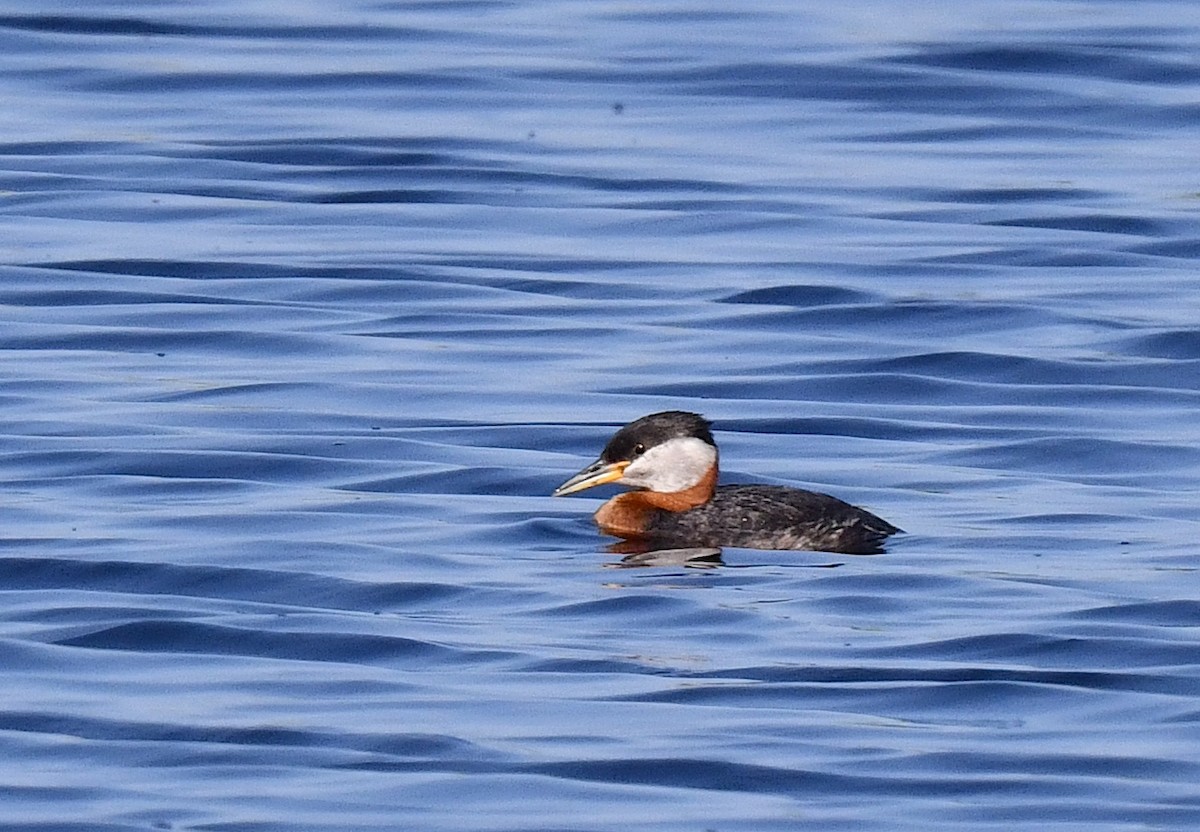 Red-necked Grebe - ML584534221
