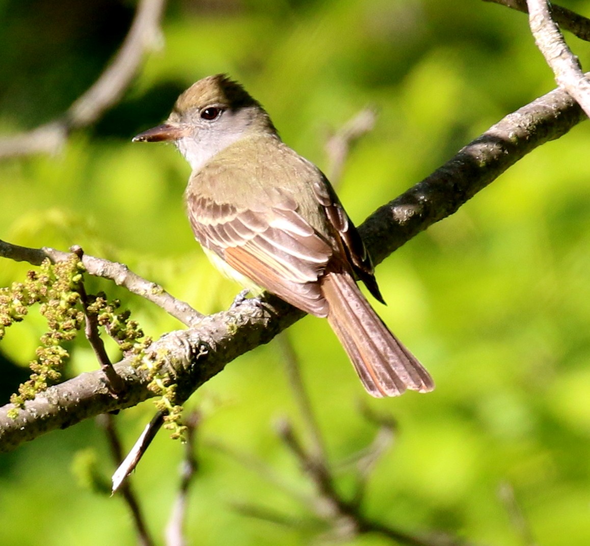 Great Crested Flycatcher - David Carr