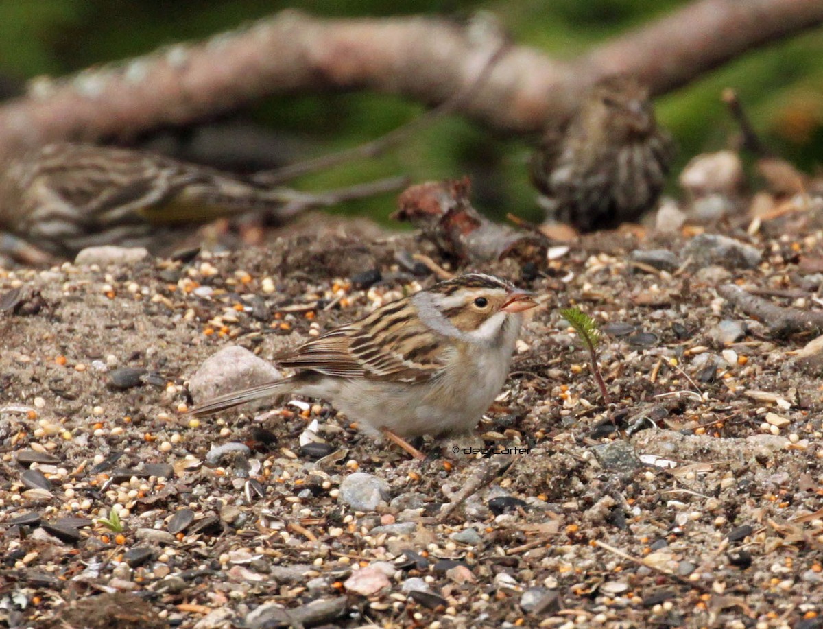 Clay-colored Sparrow - ML58453681