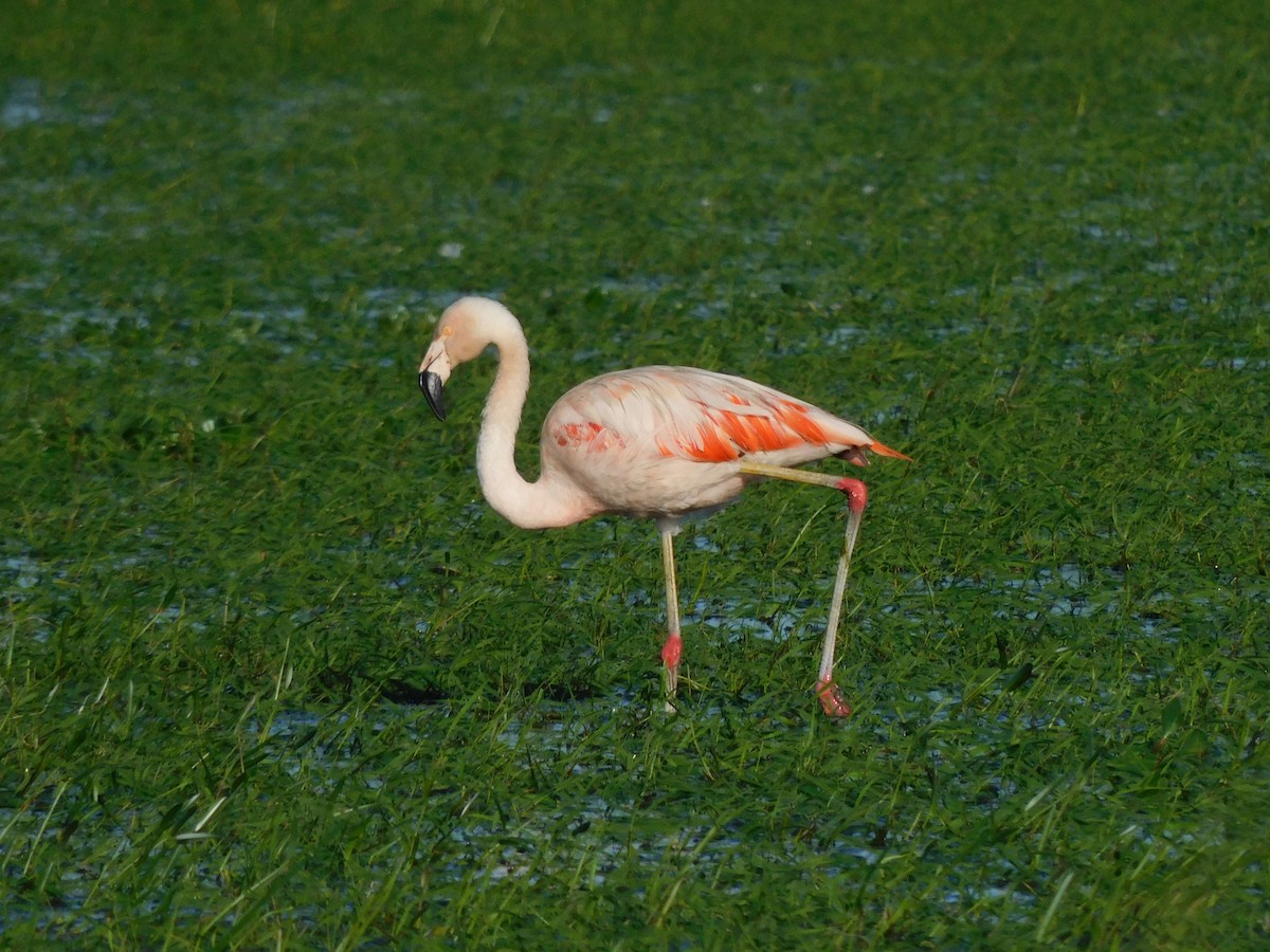 Chilean Flamingo - ML584538891