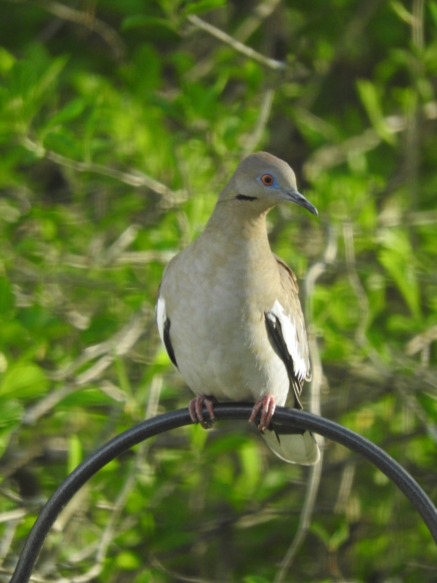 White-winged Dove - ML58454481