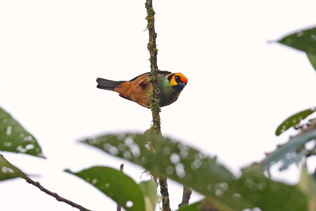Flame-faced Tanager - ML584545841