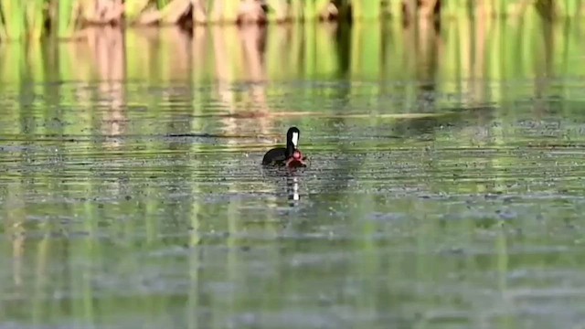 American Coot (Red-shielded) - ML584552241
