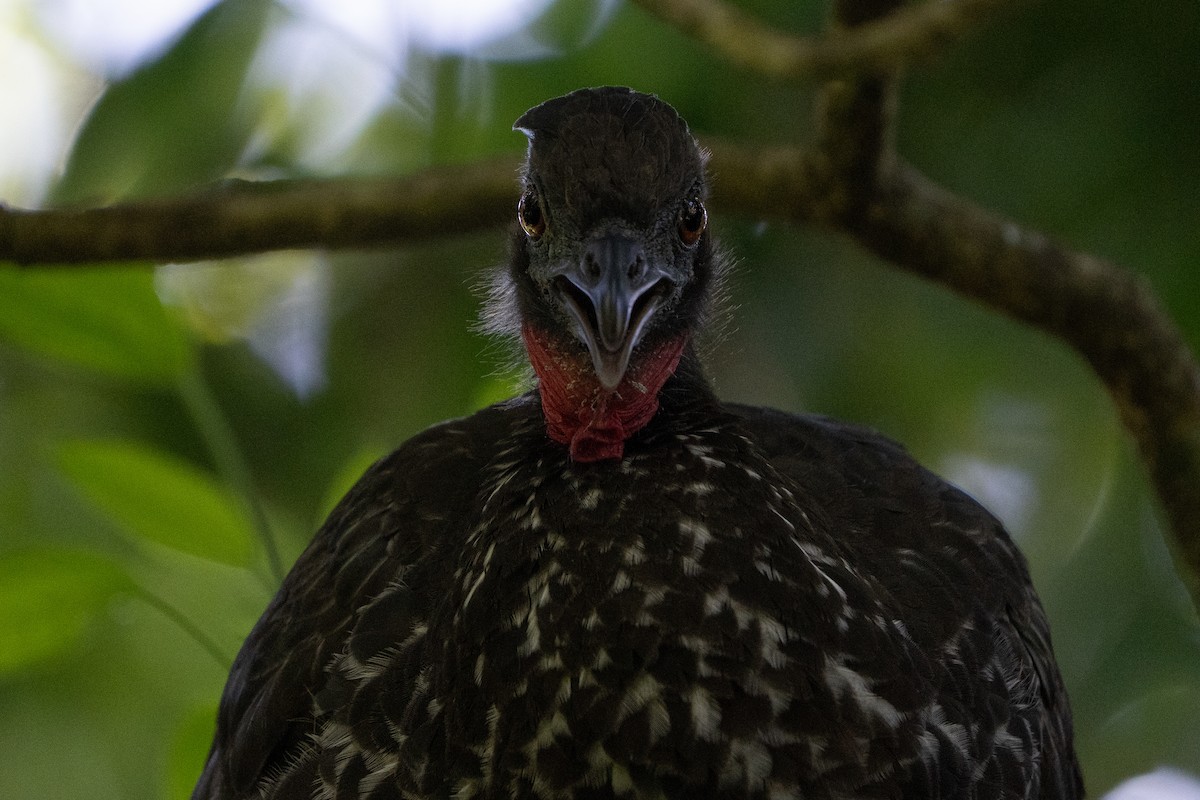 Crested Guan - ML584553081