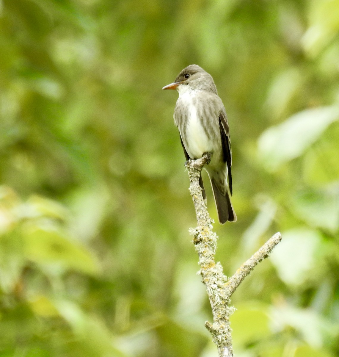 Olive-sided Flycatcher - William Tice
