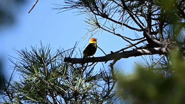 Western Tanager - ML584553471