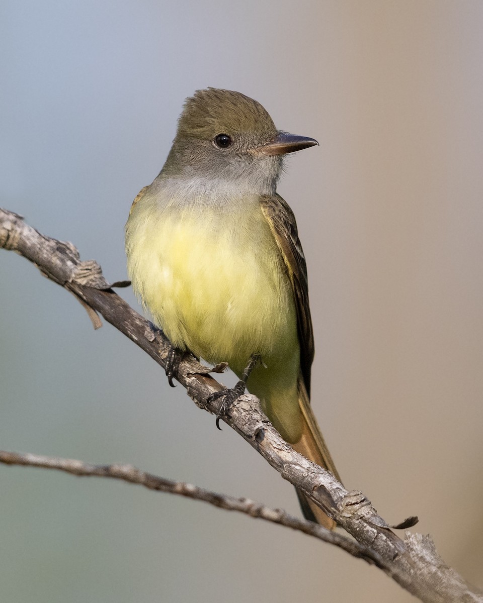 Great Crested Flycatcher - ML584557011