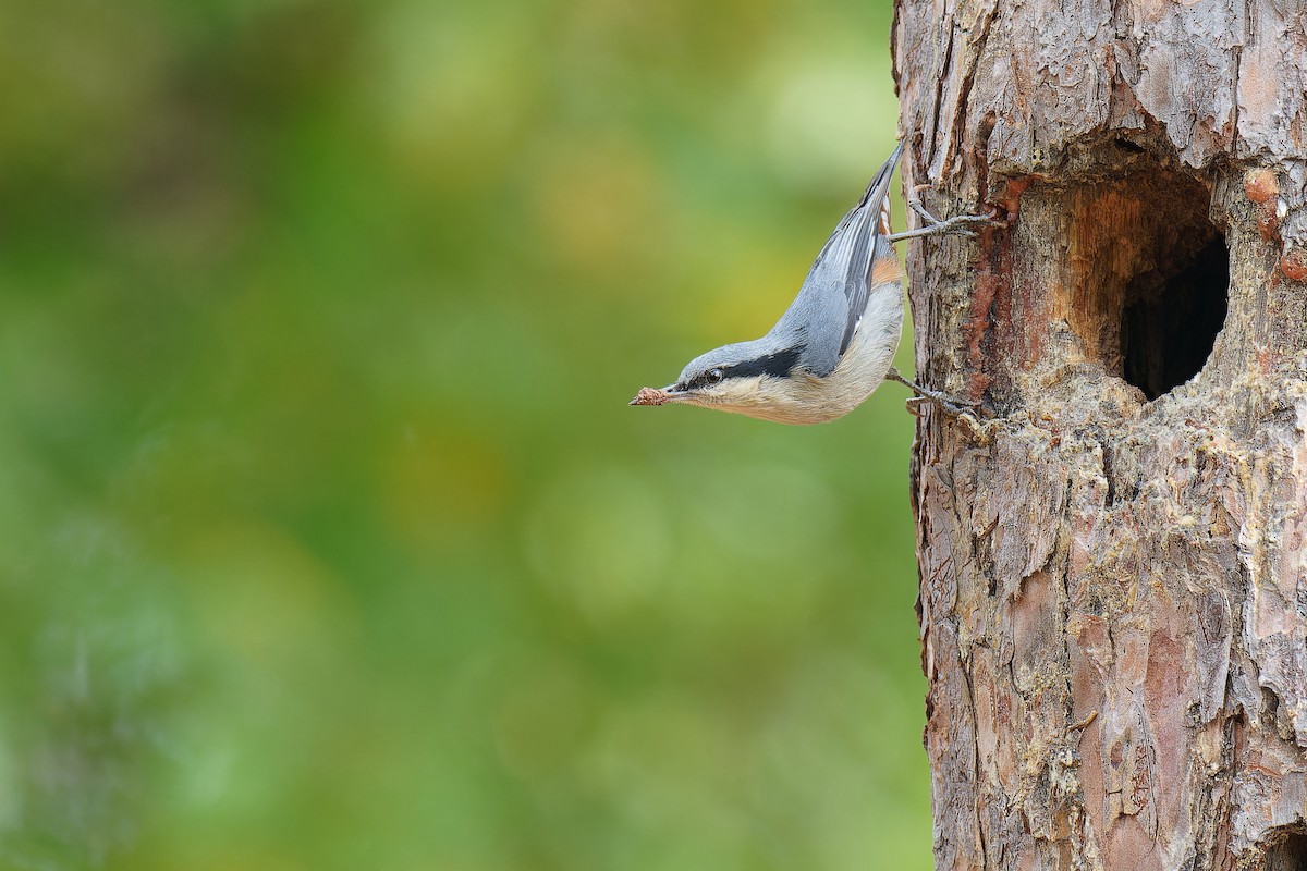 Chestnut-vented Nuthatch - Vincent Wang