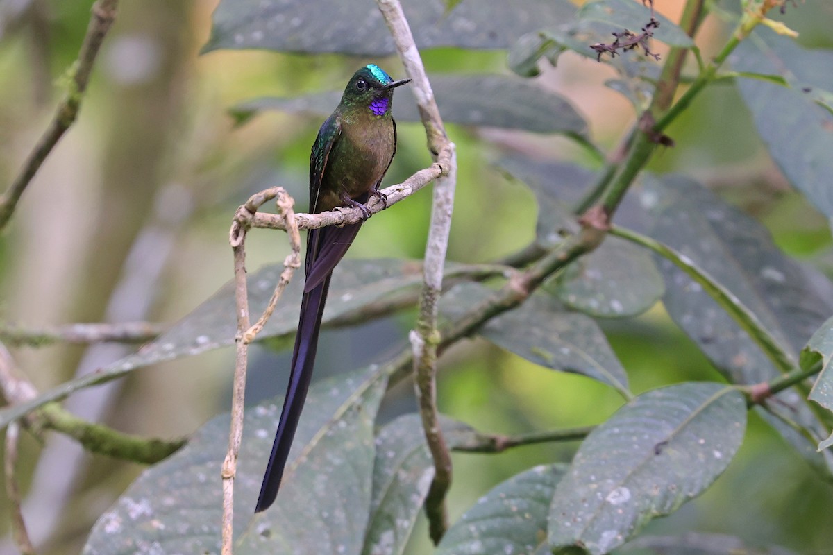 Violet-tailed Sylph - ML584560161