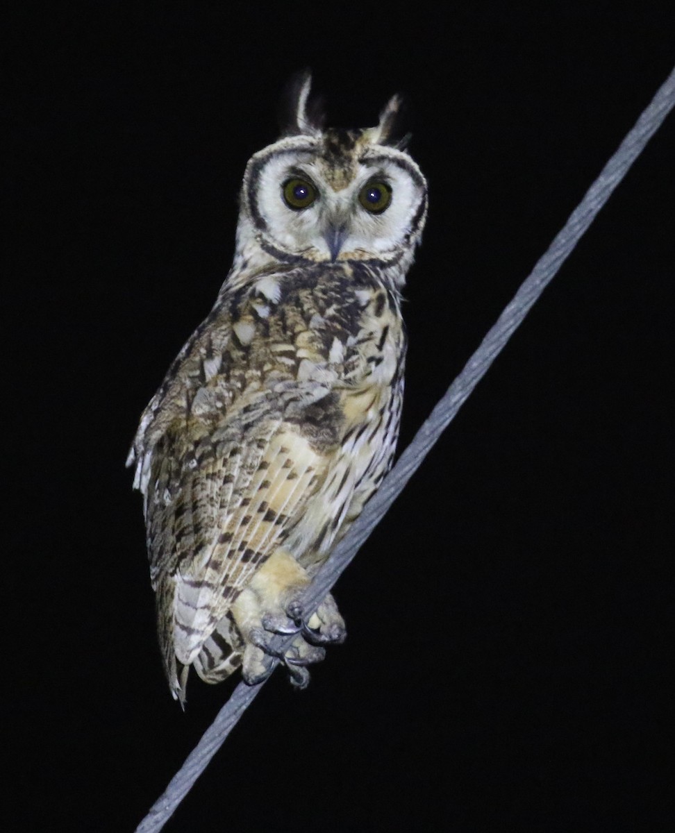 Striped Owl - ML584563951