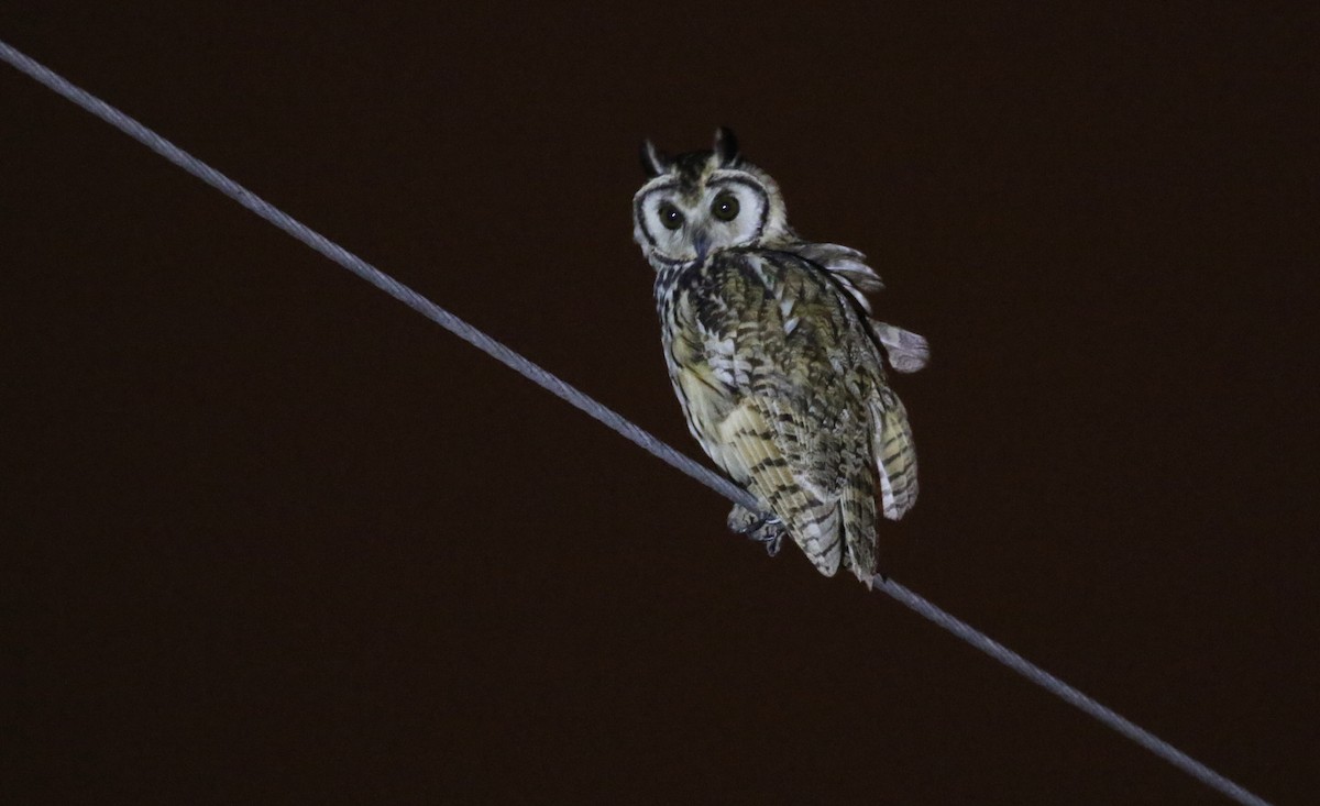Striped Owl - ML584563961