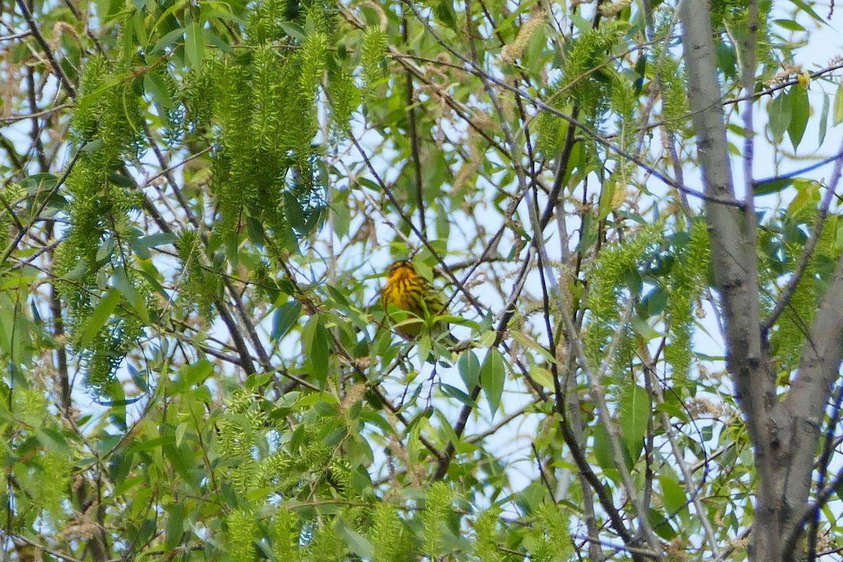 Cape May Warbler - ML58457041