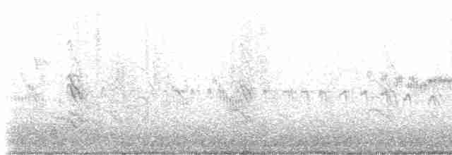Cliff Swallow (pyrrhonota Group) - ML584574171