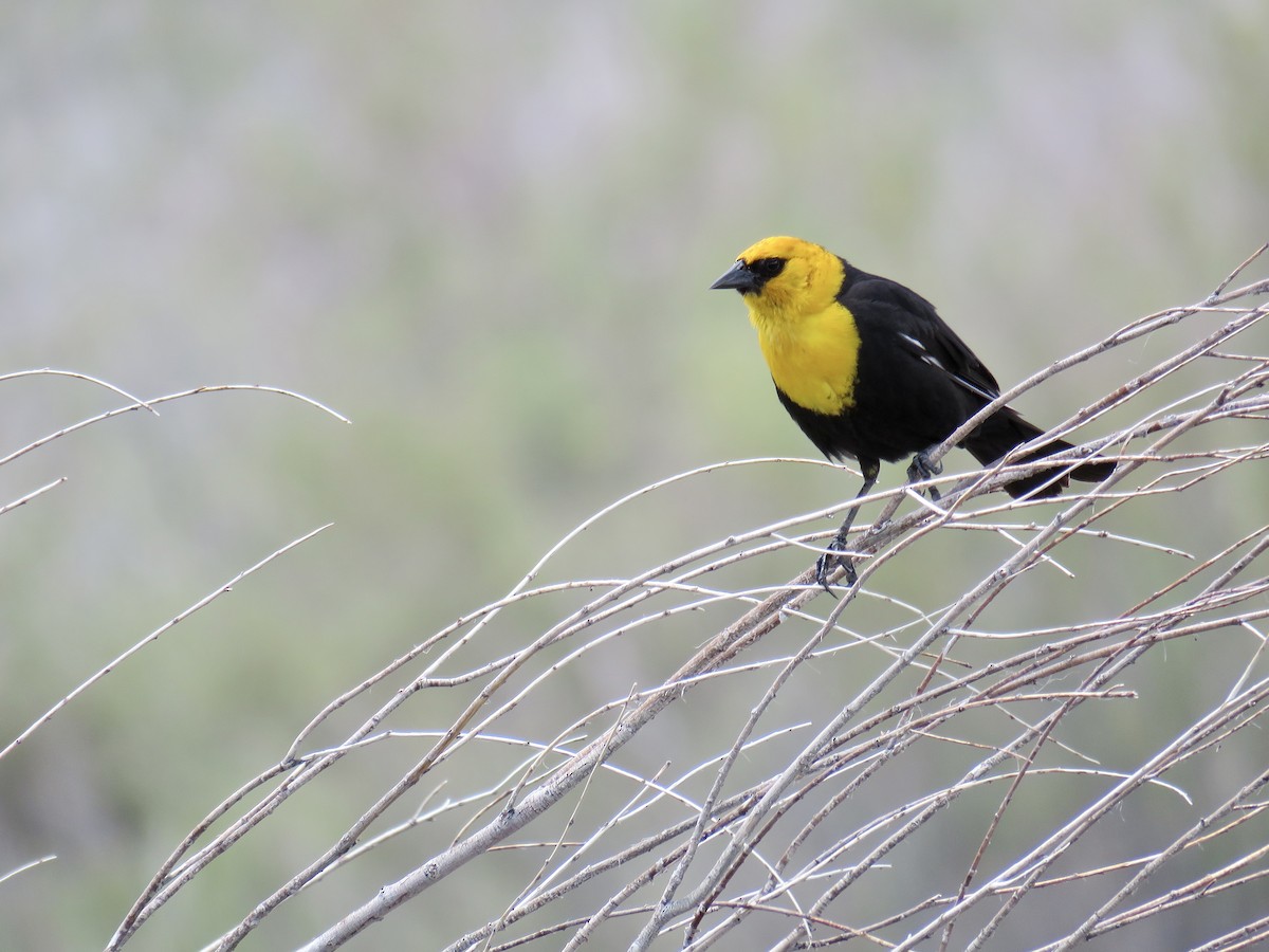 Yellow-headed Blackbird - ML584576171