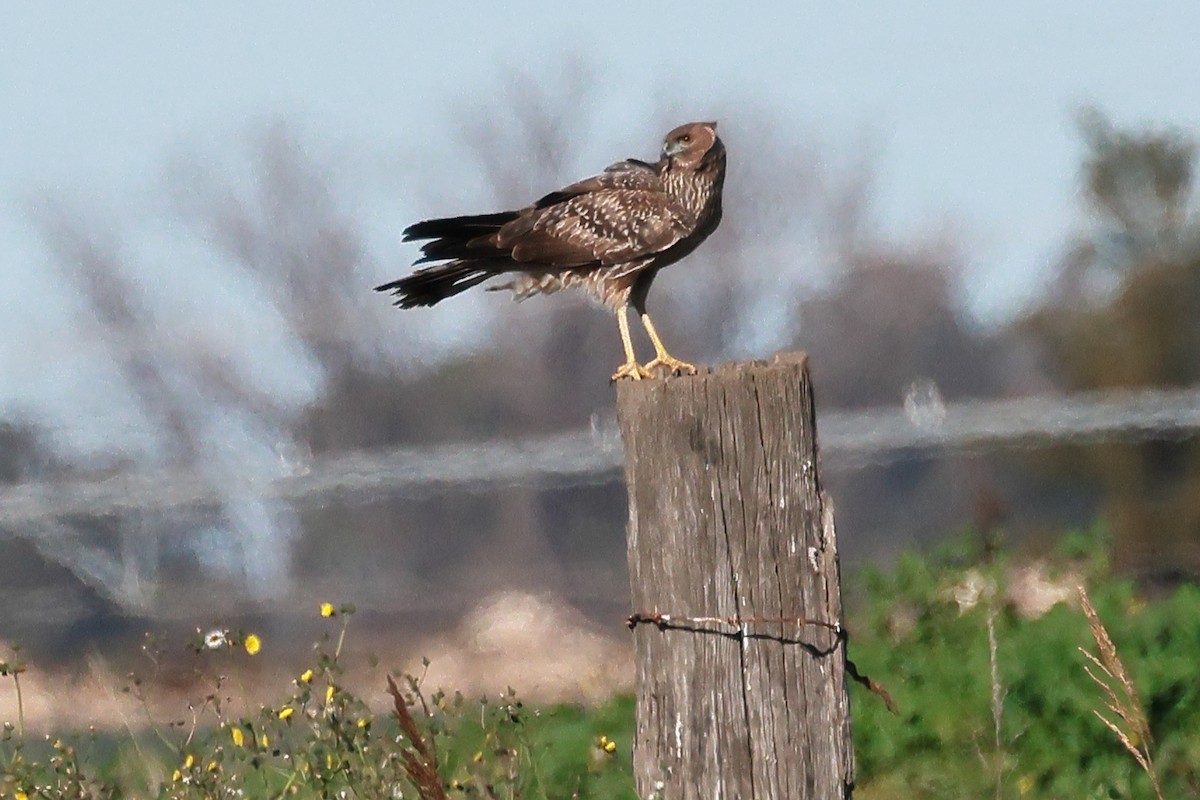 Spotted Harrier - ML584577541