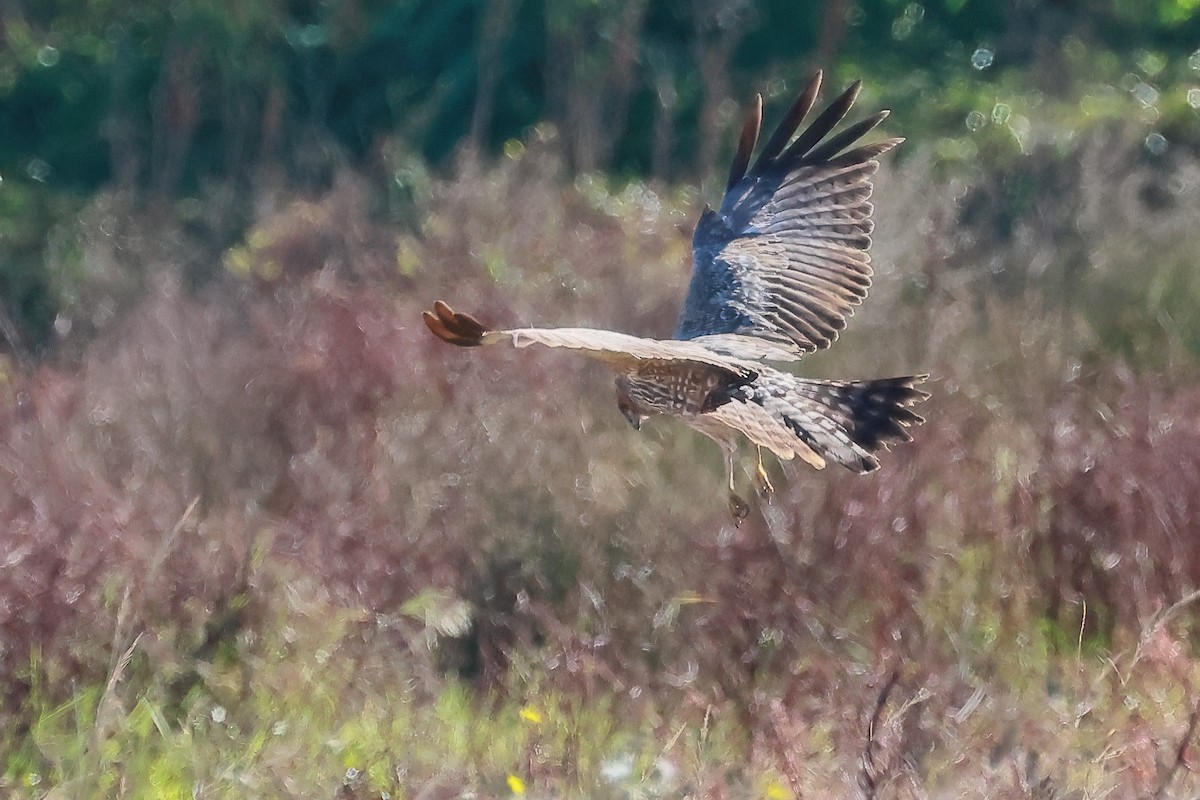 Spotted Harrier - ML584577551